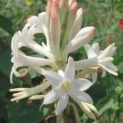 ヒメ日記 2026/01/29 04:22 投稿 ひかり 美熟女倶楽部Hip's 春日部店