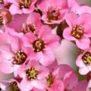 ヒメ日記 2026/02/10 03:22 投稿 ひかり 美熟女倶楽部Hip's 春日部店