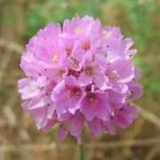 ヒメ日記 2026/02/13 03:42 投稿 ひかり 美熟女倶楽部Hip's 春日部店