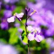 ヒメ日記 2026/02/18 04:32 投稿 ひかり 美熟女倶楽部Hip's 春日部店