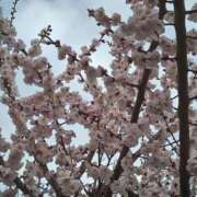 ヒメ日記 2026/02/27 02:52 投稿 ひかり 美熟女倶楽部Hip's 春日部店