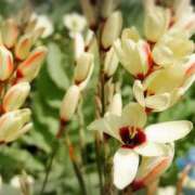 ヒメ日記 2026/03/17 03:52 投稿 ひかり 美熟女倶楽部Hip's 春日部店