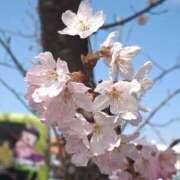 ヒメ日記 2026/03/18 04:12 投稿 ひかり 美熟女倶楽部Hip's 春日部店