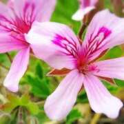 ヒメ日記 2026/03/19 04:22 投稿 ひかり 美熟女倶楽部Hip's 春日部店