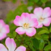 ヒメ日記 2026/03/20 05:02 投稿 ひかり 美熟女倶楽部Hip's 春日部店