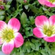 ヒメ日記 2026/03/22 07:42 投稿 ひかり 美熟女倶楽部Hip's 春日部店