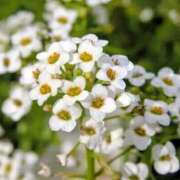 ヒメ日記 2026/03/23 03:22 投稿 ひかり 美熟女倶楽部Hip's 春日部店