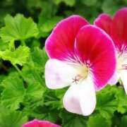 ヒメ日記 2026/03/24 03:12 投稿 ひかり 美熟女倶楽部Hip's 春日部店