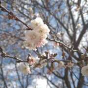 ヒメ日記 2026/03/25 04:12 投稿 ひかり 美熟女倶楽部Hip's 春日部店