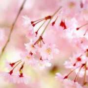 ヒメ日記 2026/03/26 03:22 投稿 ひかり 美熟女倶楽部Hip's 春日部店