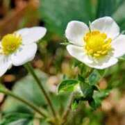 ひかり 日曜日… 美熟女倶楽部Hip's 春日部店