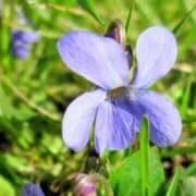 ヒメ日記 2026/03/31 03:22 投稿 ひかり 美熟女倶楽部Hip's 春日部店