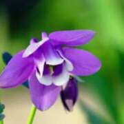 ヒメ日記 2026/04/01 05:12 投稿 ひかり 美熟女倶楽部Hip's 春日部店