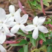 ヒメ日記 2026/04/03 07:52 投稿 ひかり 美熟女倶楽部Hip's 春日部店