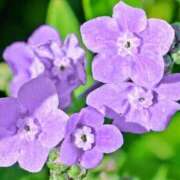 ヒメ日記 2026/04/06 06:32 投稿 ひかり 美熟女倶楽部Hip's 春日部店