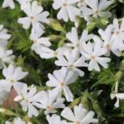 ヒメ日記 2026/04/08 06:48 投稿 ひかり 美熟女倶楽部Hip's 春日部店