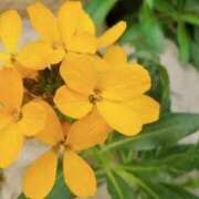 ヒメ日記 2026/04/09 03:52 投稿 ひかり 美熟女倶楽部Hip's 春日部店