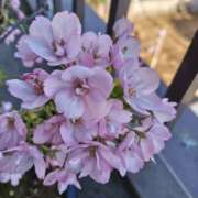 ヒメ日記 2026/04/10 04:32 投稿 ひかり 美熟女倶楽部Hip's 春日部店