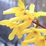 ヒメ日記 2026/04/11 08:12 投稿 ひかり 美熟女倶楽部Hip's 春日部店