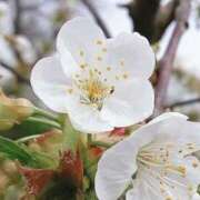 ヒメ日記 2026/04/13 03:52 投稿 ひかり 美熟女倶楽部Hip's 春日部店