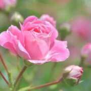 ヒメ日記 2026/04/15 06:52 投稿 ひかり 美熟女倶楽部Hip's 春日部店