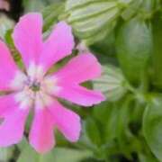 ヒメ日記 2026/04/16 05:32 投稿 ひかり 美熟女倶楽部Hip's 春日部店