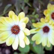 ヒメ日記 2026/04/17 05:42 投稿 ひかり 美熟女倶楽部Hip's 春日部店