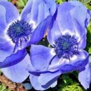 ヒメ日記 2026/04/23 03:42 投稿 ひかり 美熟女倶楽部Hip's 春日部店