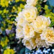 ヒメ日記 2026/04/30 03:22 投稿 ひかり 美熟女倶楽部Hip's 春日部店