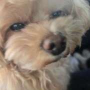 ヒメ日記 2025/04/01 20:48 投稿 かなめ 東京妻