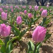 ヒメ日記 2025/04/03 19:24 投稿 いずみ 奥様電車