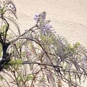 ヒメ日記 2025/04/11 18:16 投稿 沖田 昼顔妻 五反田店