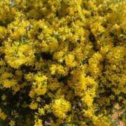 ヒメ日記 2025/04/14 12:26 投稿 沖田 昼顔妻 五反田店