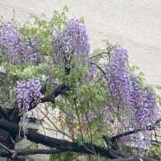 ヒメ日記 2025/04/15 21:06 投稿 沖田 昼顔妻 五反田店