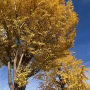 ヒメ日記 2025/11/24 12:31 投稿 沖田 昼顔妻 五反田店