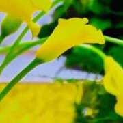 ヒメ日記 2025/02/21 17:49 投稿 唯（ゆい） 男爵