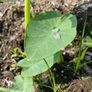 ヒメ日記 2025/06/11 15:52 投稿 唯（ゆい） 男爵