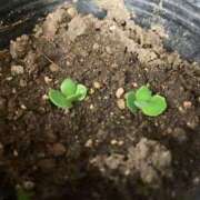 ヒメ日記 2025/06/12 09:42 投稿 唯（ゆい） 男爵