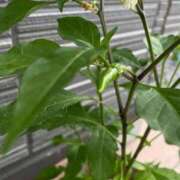 ヒメ日記 2025/07/10 19:10 投稿 唯（ゆい） 男爵