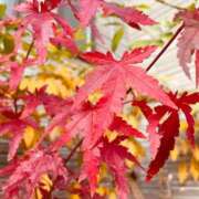 ヒメ日記 2025/12/31 18:36 投稿 唯（ゆい） 男爵