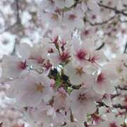 ヒメ日記 2025/04/13 11:11 投稿 舞（まい） 男爵