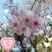 ヒメ日記 2025/03/26 10:48 投稿 さち SKY(スカイ)