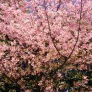 ヒメ日記 2025/04/05 10:42 投稿 さち SKY(スカイ)