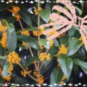 ヒメ日記 2025/11/02 10:43 投稿 さち SKY(スカイ)