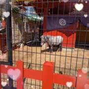 ヒメ日記 2026/03/15 10:30 投稿 さち SKY(スカイ)