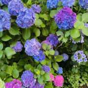 ヒメ日記 2025/06/25 08:57 投稿 ゆめみ SKY(スカイ)