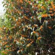 ヒメ日記 2025/10/21 20:44 投稿 夢咲 熟女の風俗最終章 横浜本店