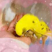 ヒメ日記 2025/01/15 11:45 投稿 みどり SWITCH（スイッチ）池袋店