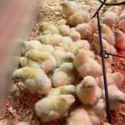 ヒメ日記 2025/04/30 18:45 投稿 みどり SWITCH（スイッチ）池袋店