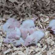 ヒメ日記 2025/07/20 10:27 投稿 みどり SWITCH（スイッチ）池袋店